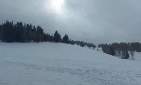 Langlauf - cross country skiing
